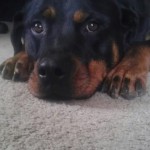 Dog Laying on Floor