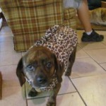 Small Dog with Jacket