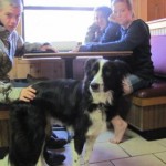 Australian Shepherd