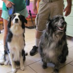 Two Australian Shepherds