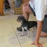 Small Dog with Owner