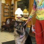 Dog on Leash