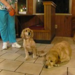Two Dogs
