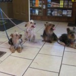 Four Yorkies Sitting on Floor