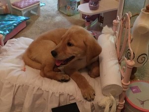 chalie in bed - Copy