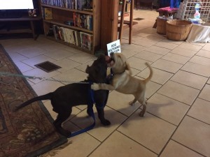 charlie and rango 1