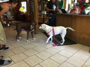 rosi and charlie girl