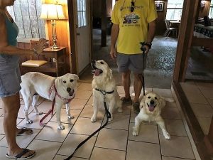 dogs mashall dillon